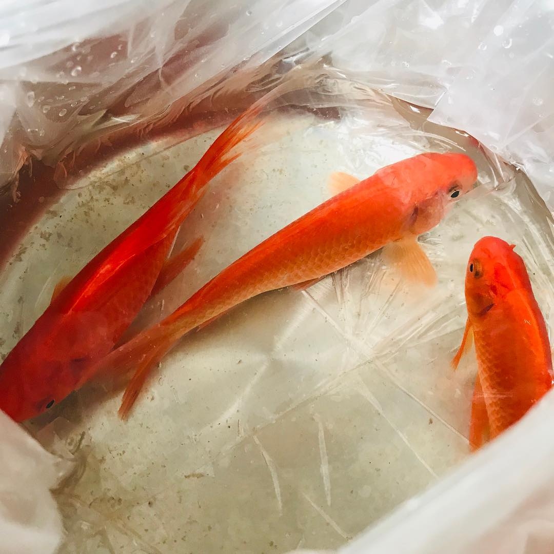 Sai lầm cần tránh khi cúng ông Công ông Táo ngày 23 tháng Chạp sai lam can tranh khi cung ong cong ong tao ngay 23 thang chap