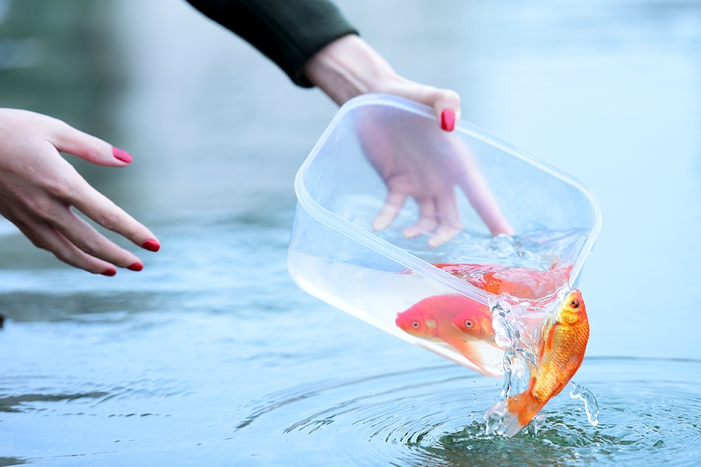 vi sao nguoi viet cung ong cong ong tao