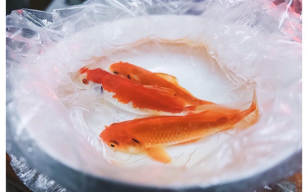 Cúng ông Công ông Táo và những quan niệm sai lầm cung ong cong ong tao va nhung quan niem sai lam