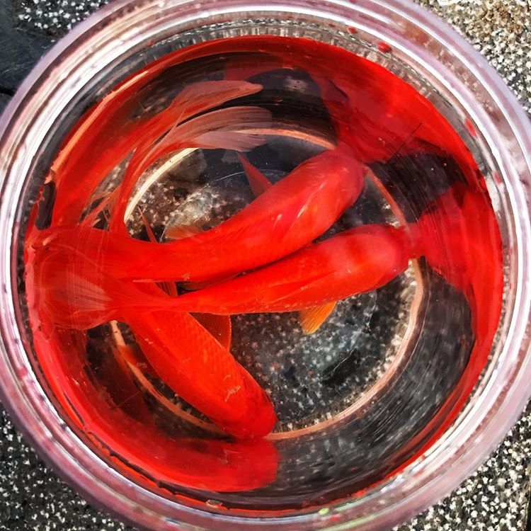 tha ca chep nhu the nao de le cung ong cong ong tao tron ven va y nghia