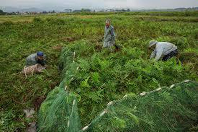 thit chuot cua viet nam thom ngon nhu pho mai que