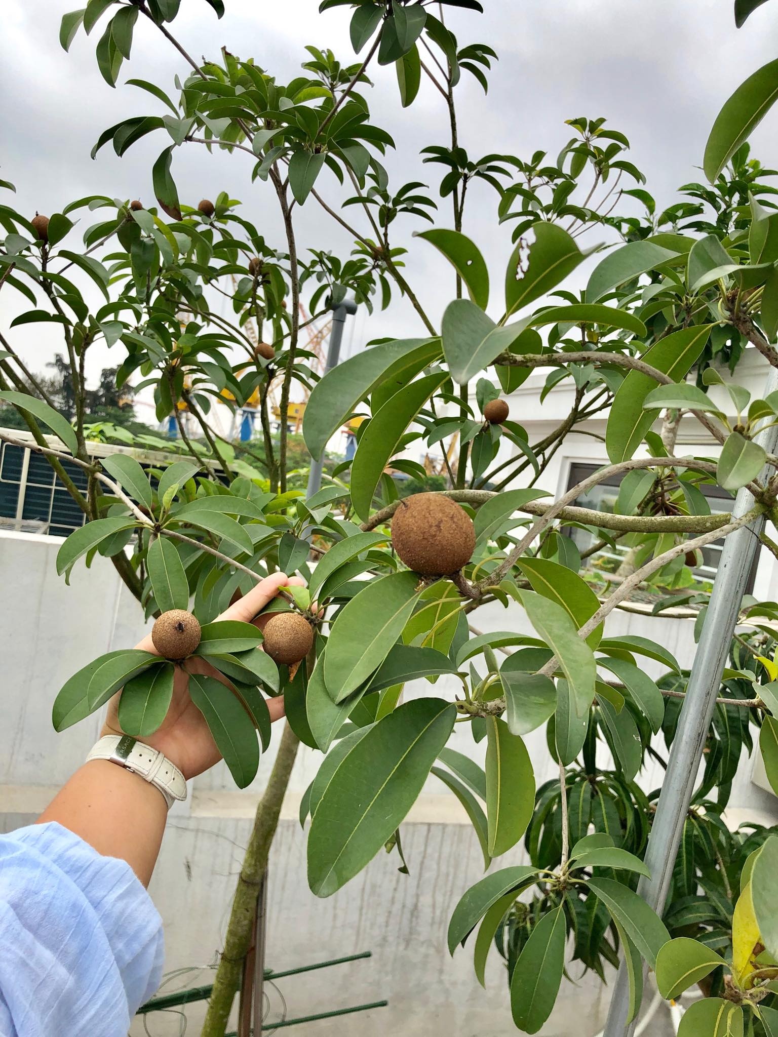 san thuong 120m2 khong can mai che van du loai rau trai cua ba me 5 con