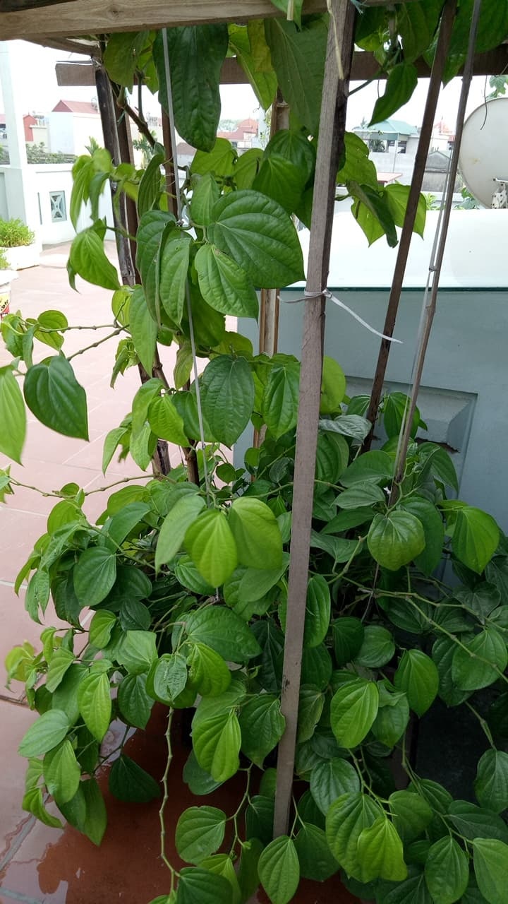 vuon rau san thuong xanh mat cung cap du rau sach cho gia dinh ha noi