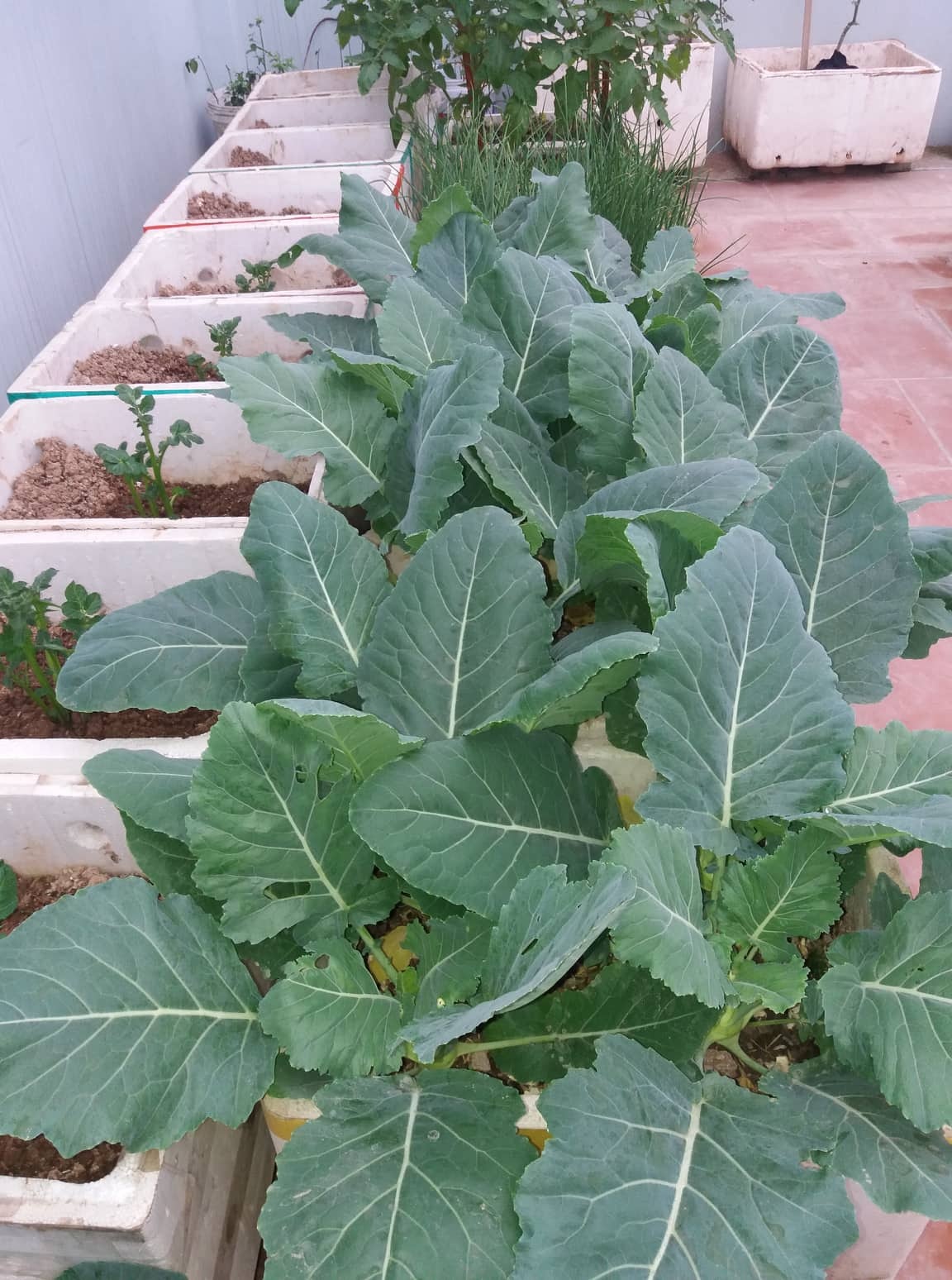 vuon rau san thuong xanh mat cung cap du rau sach cho gia dinh ha noi