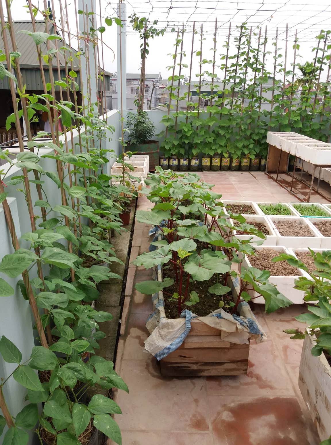 vuon rau san thuong xanh mat cung cap du rau sach cho gia dinh ha noi
