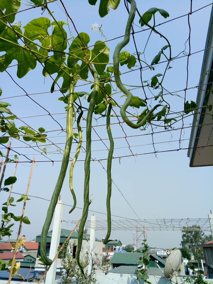 vuon rau san thuong xanh mat cung cap du rau sach cho gia dinh ha noi