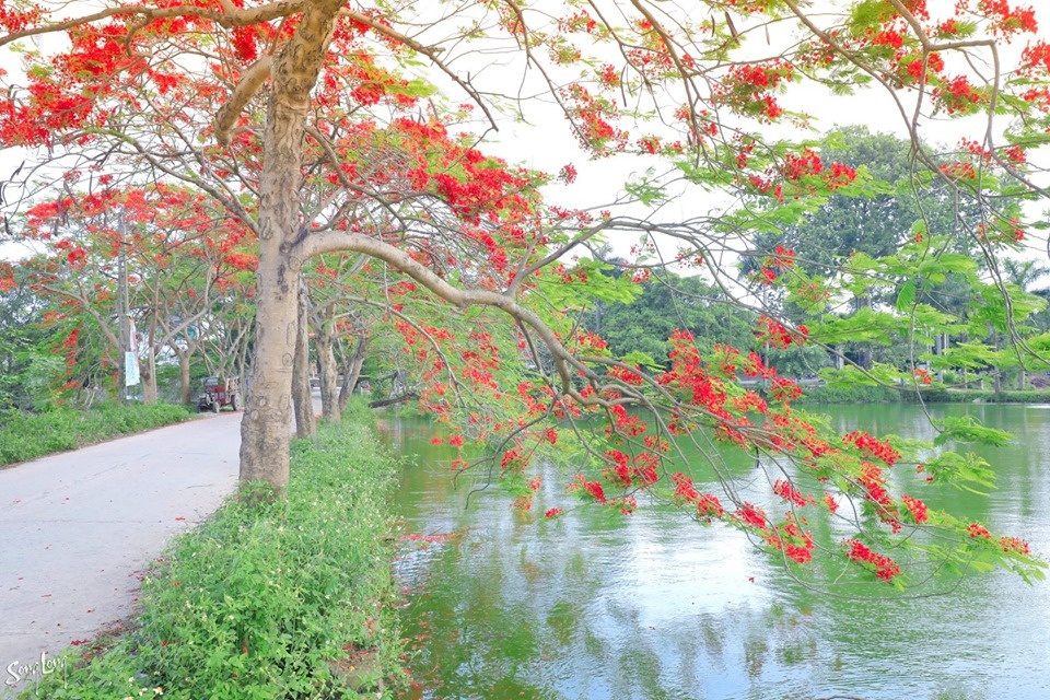 hoa quanh lang mua ha mang tuoi tho tuong xa roi tro ve gan gui van vuong