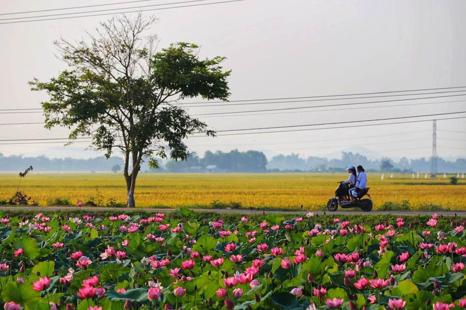 mua sen no ro o lang la chu thua thien hue