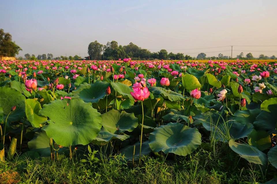 mua sen no ro o lang la chu thua thien hue