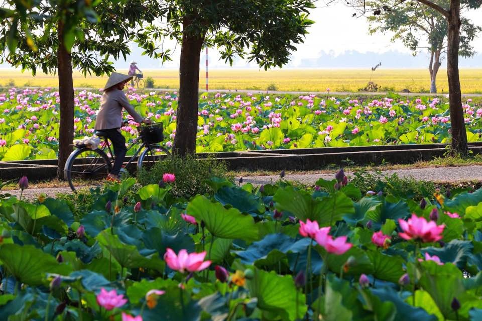 mua sen no ro o lang la chu thua thien hue
