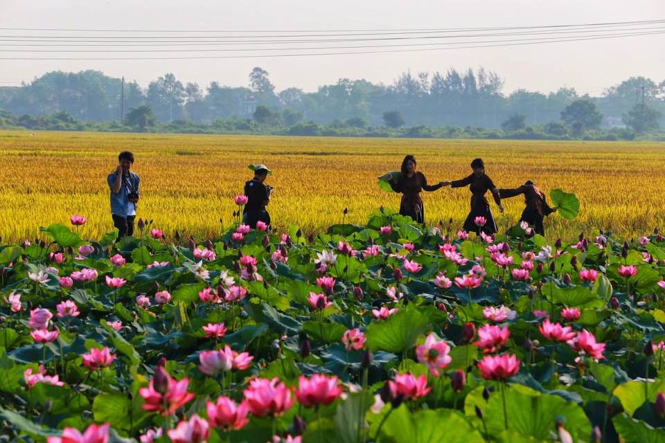 mua sen no ro o lang la chu thua thien hue
