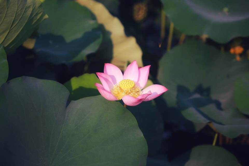 mua sen no ro o lang la chu thua thien hue