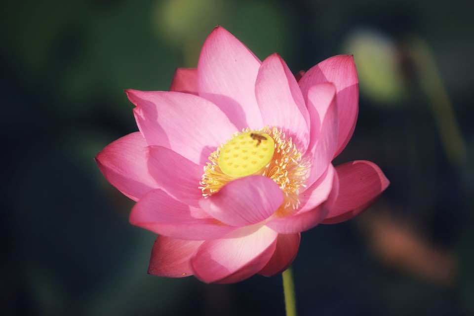mua sen no ro o lang la chu thua thien hue