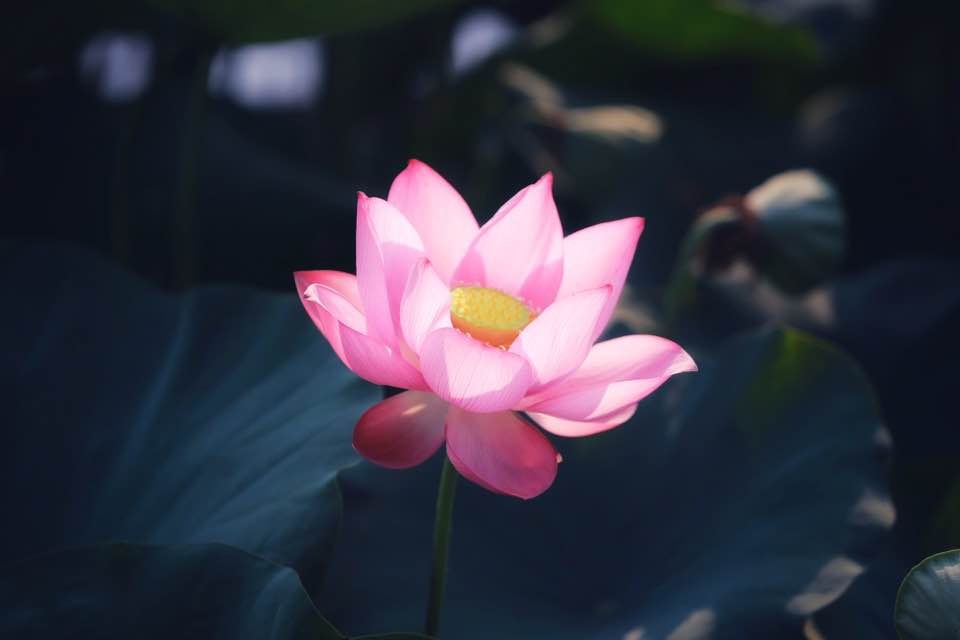 mua sen no ro o lang la chu thua thien hue