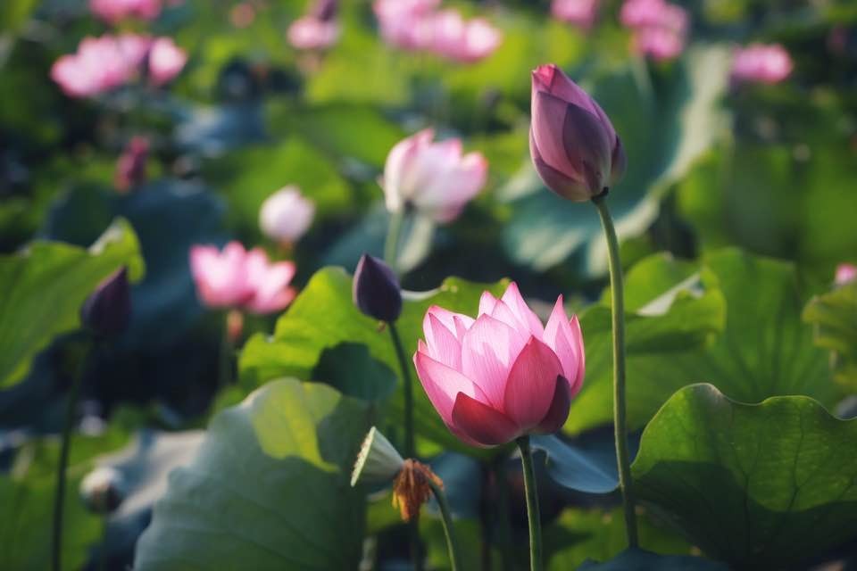 mua sen no ro o lang la chu thua thien hue