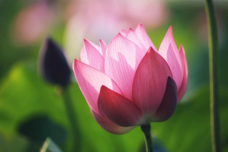 mua sen no ro o lang la chu thua thien hue