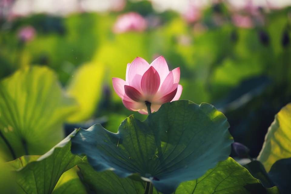 mua sen no ro o lang la chu thua thien hue