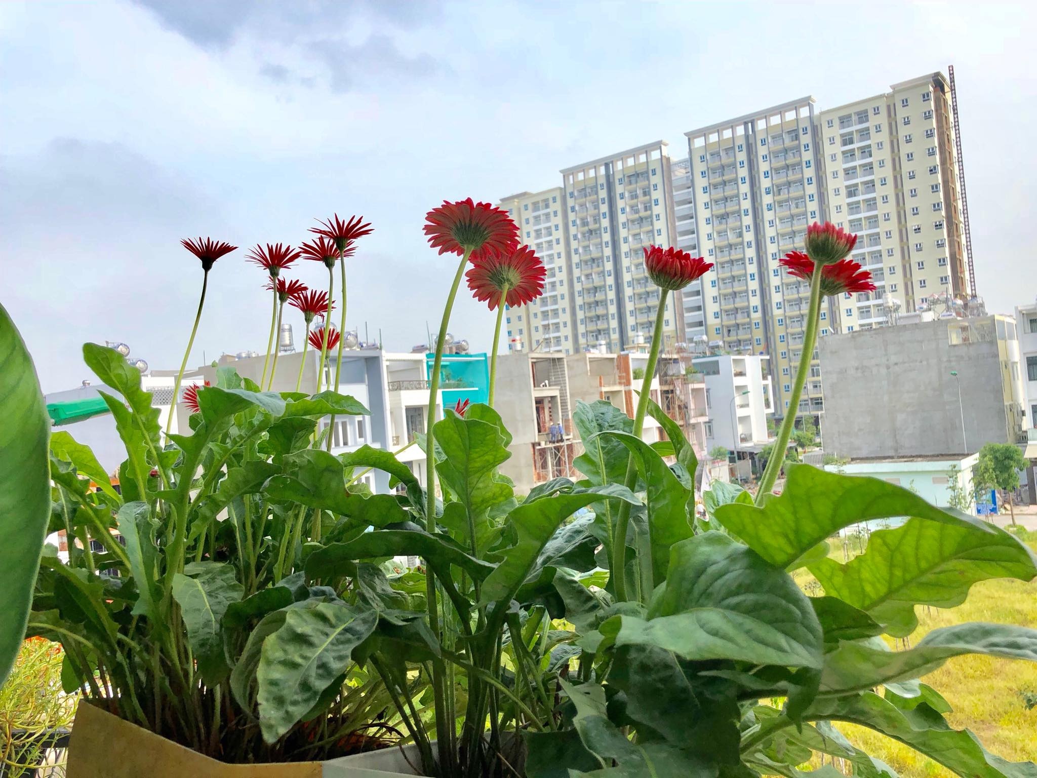 hoa la ron rang khoe sac trong khu vuon san thuong 70m2 o tp hcm