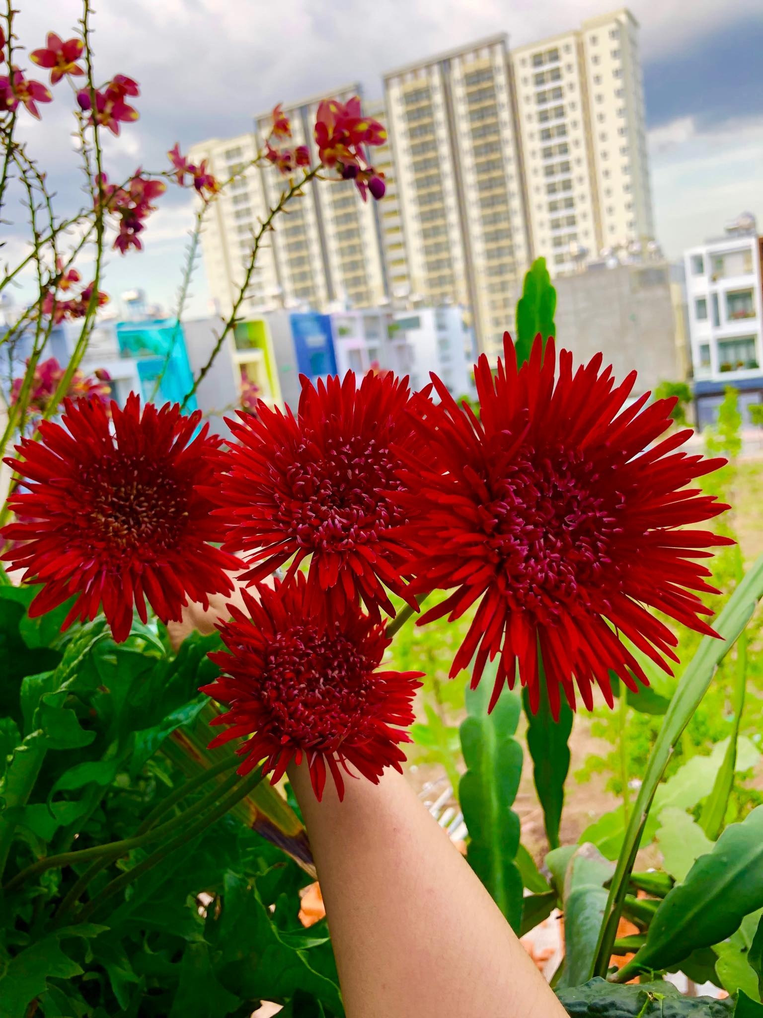 hoa la ron rang khoe sac trong khu vuon san thuong 70m2 o tp hcm