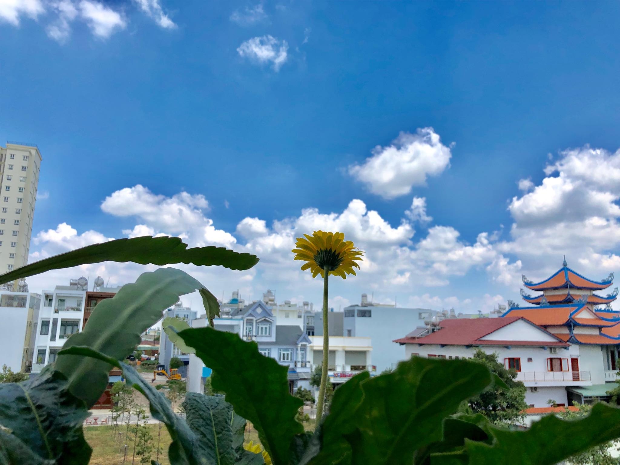 hoa la ron rang khoe sac trong khu vuon san thuong 70m2 o tp hcm