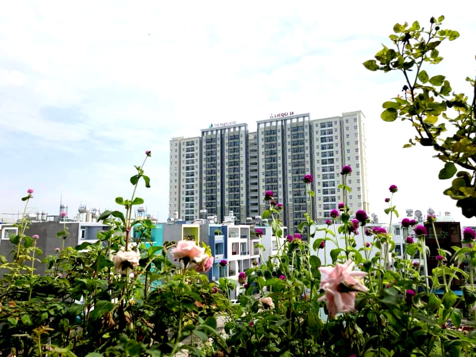 hoa la ron rang khoe sac trong khu vuon san thuong 70m2 o tp hcm