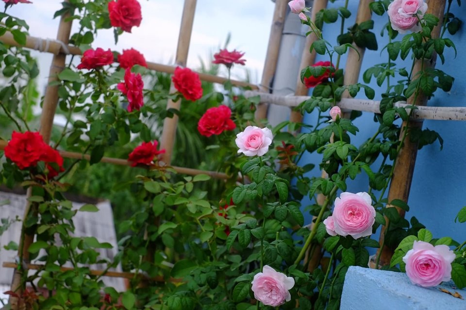 mong bo me co tuoi gia thanh binh chang trai tre bien san thuong nho thanh vuon hong dep nhu mo