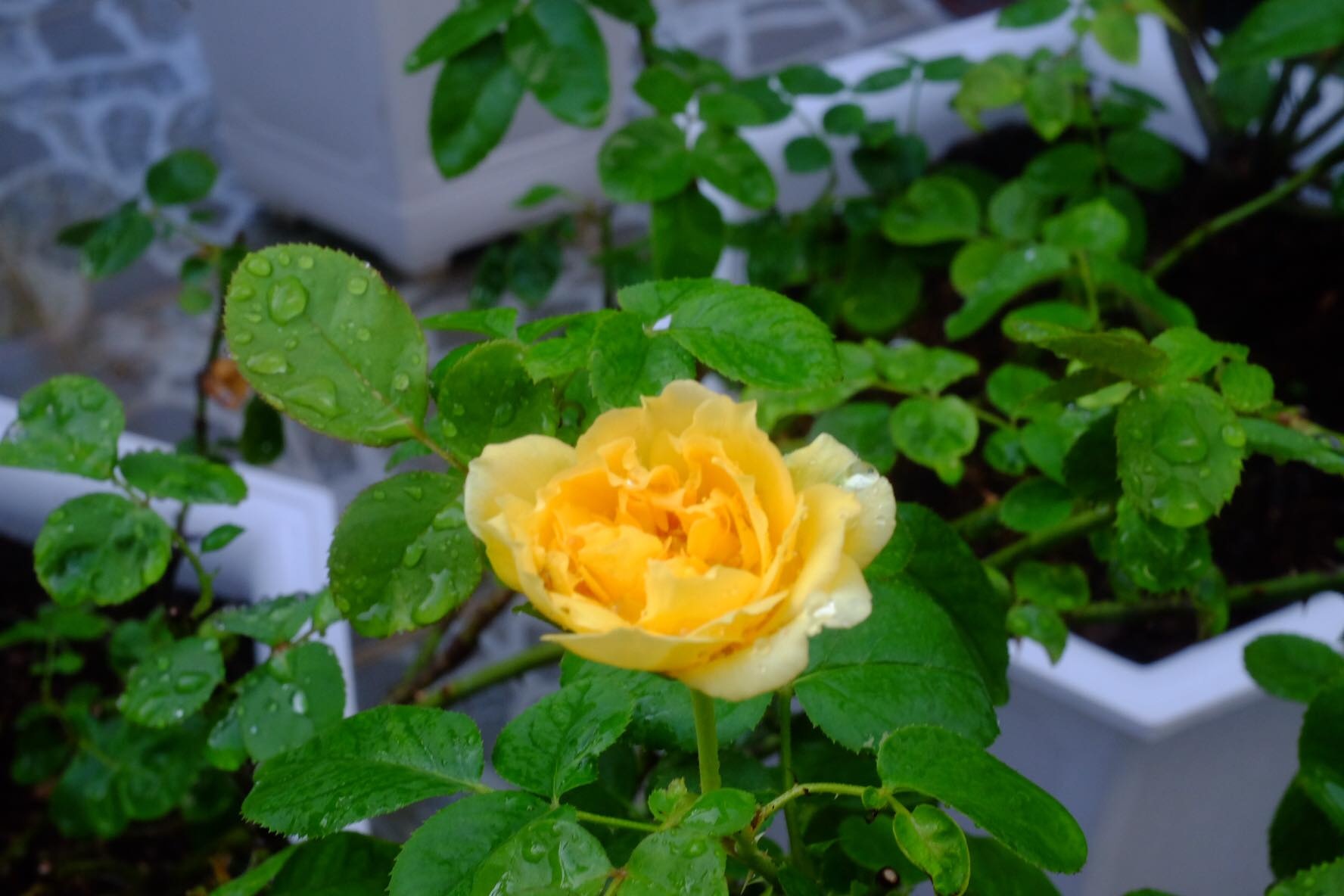 mong bo me co tuoi gia thanh binh chang trai tre bien san thuong nho thanh vuon hong dep nhu mo