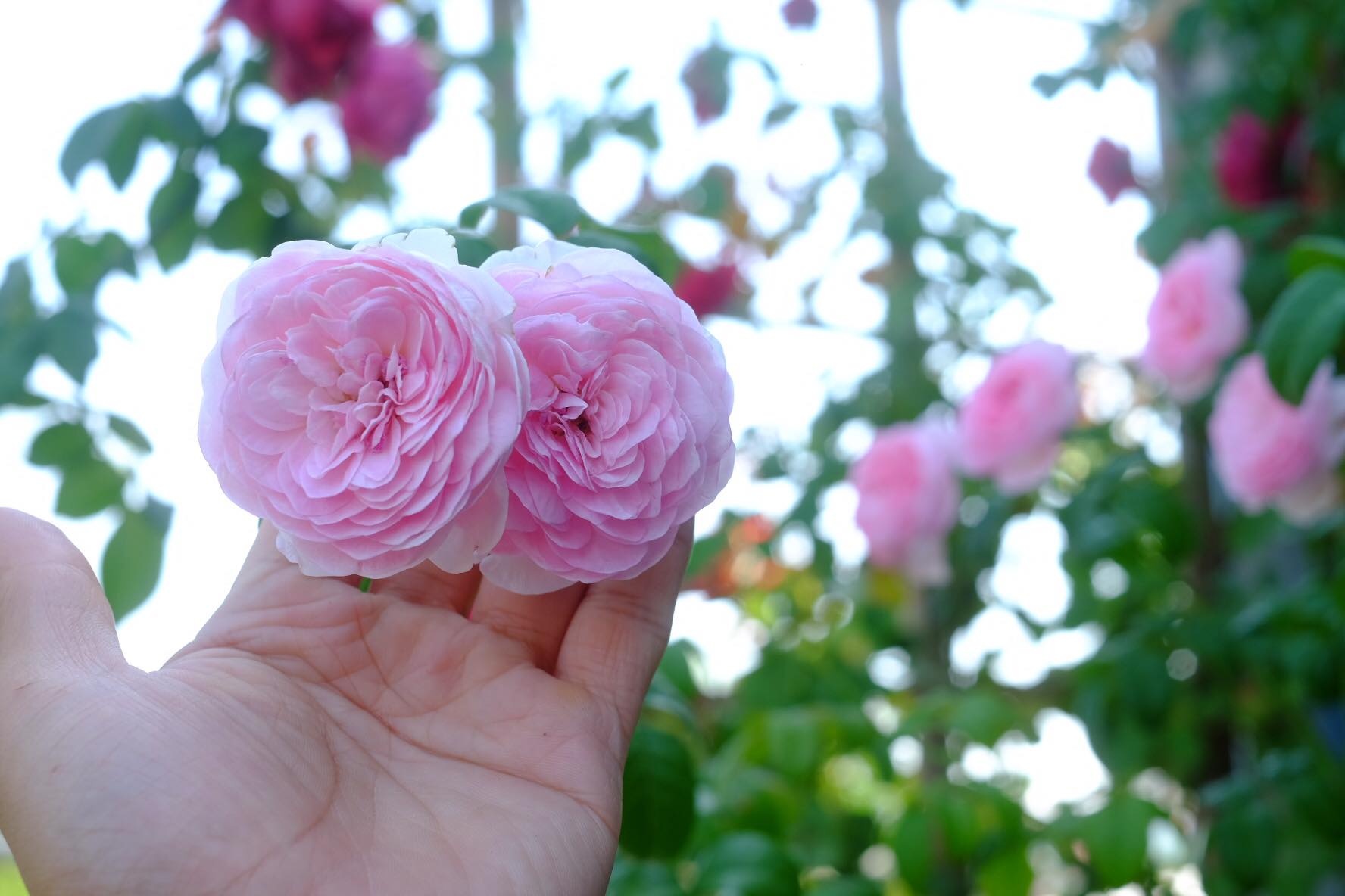 mong bo me co tuoi gia thanh binh chang trai tre bien san thuong nho thanh vuon hong dep nhu mo