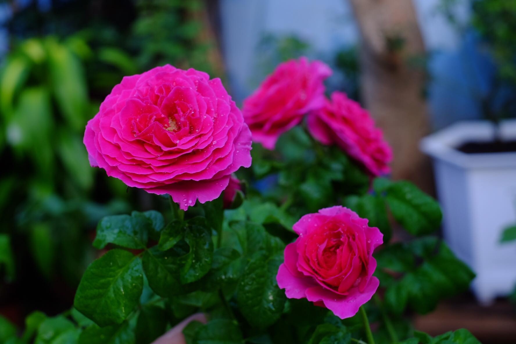 mong bo me co tuoi gia thanh binh chang trai tre bien san thuong nho thanh vuon hong dep nhu mo