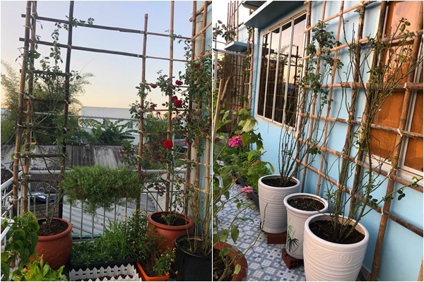 Mong bố mẹ có tuổi già thanh bình, chàng trai trẻ biến sân thượng nhỏ thành vườn hồng đẹp như mơ mong bo me co tuoi gia thanh binh chang trai tre bien san thuong nho thanh vuon hong dep nhu mo