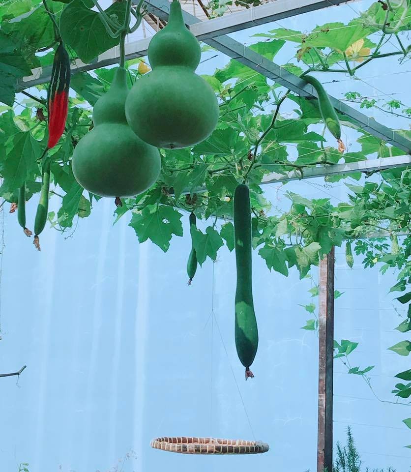 "Vườn rau quên hết muộn phiền" của cô gái trẻ ở Sài Gòn vuon rau quen het muon phien cua co gai tre o sai gon