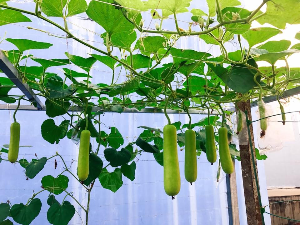 "Vườn rau quên hết muộn phiền" của cô gái trẻ ở Sài Gòn vuon rau quen het muon phien cua co gai tre o sai gon