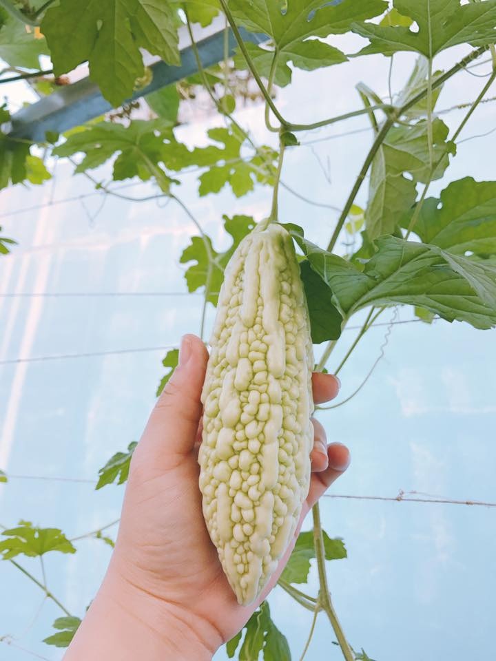 "Vườn rau quên hết muộn phiền" của cô gái trẻ ở Sài Gòn vuon rau quen het muon phien cua co gai tre o sai gon