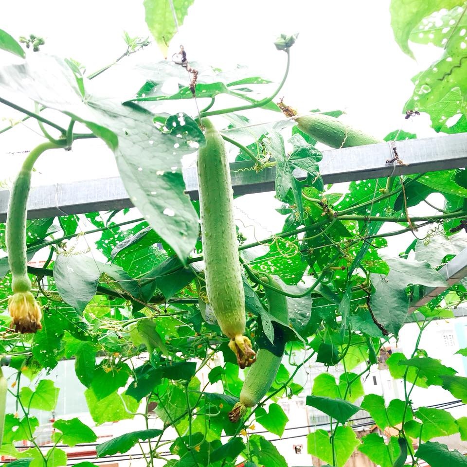 "Vườn rau quên hết muộn phiền" của cô gái trẻ ở Sài Gòn vuon rau quen het muon phien cua co gai tre o sai gon