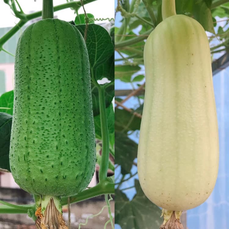 "Vườn rau quên hết muộn phiền" của cô gái trẻ ở Sài Gòn vuon rau quen het muon phien cua co gai tre o sai gon