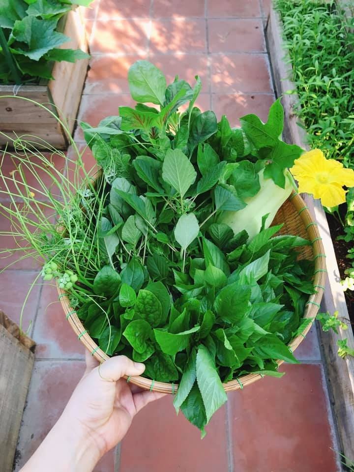 "Vườn rau quên hết muộn phiền" của cô gái trẻ ở Sài Gòn vuon rau quen het muon phien cua co gai tre o sai gon