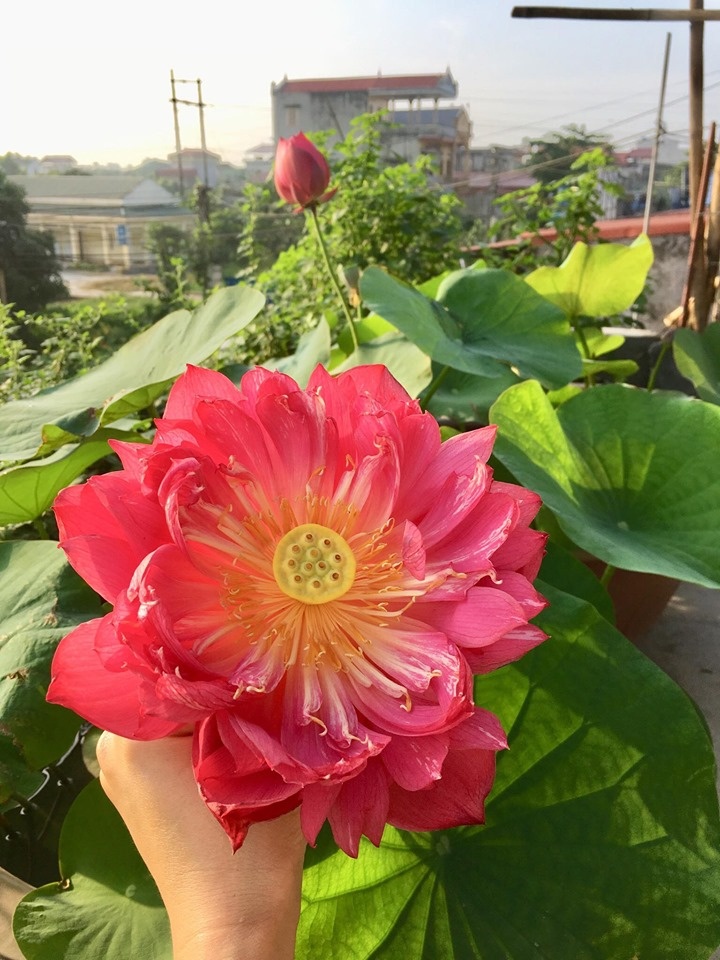sen san thuong dep ruc ro trong khu vuon 70m2 o hung yen