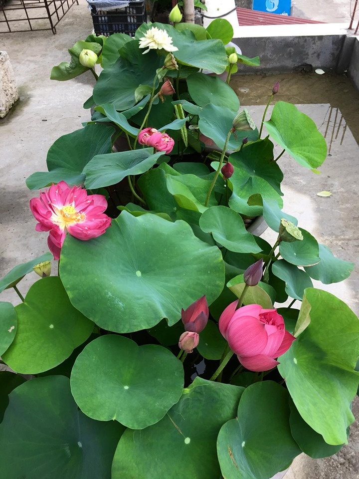sen san thuong dep ruc ro trong khu vuon 70m2 o hung yen