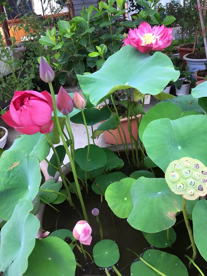 sen san thuong dep ruc ro trong khu vuon 70m2 o hung yen