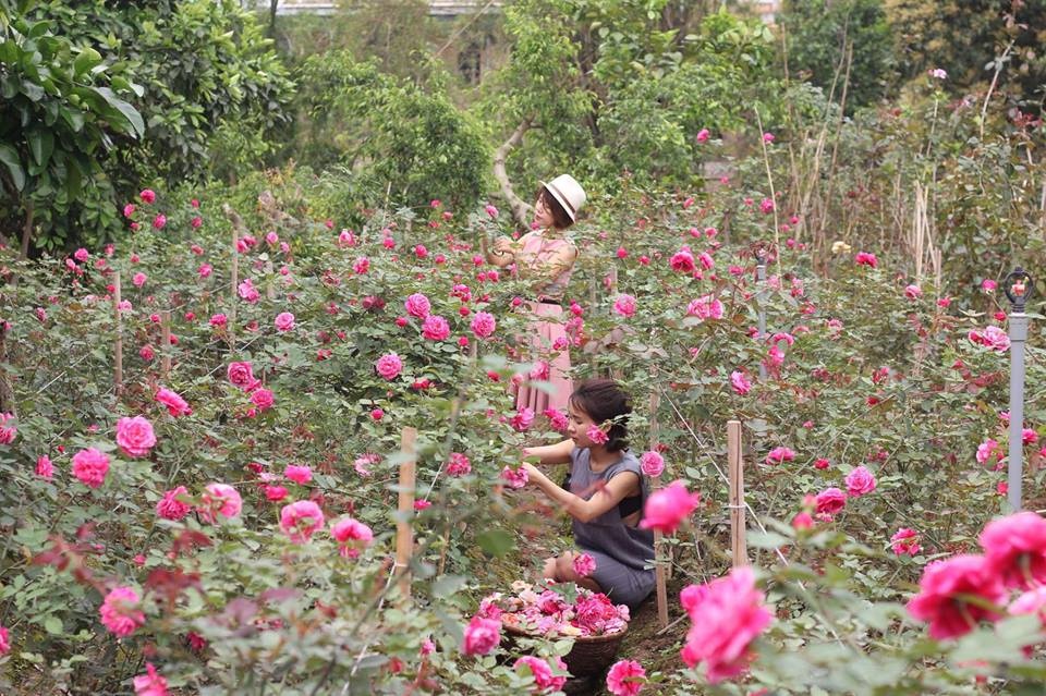 ngam vuon hong ngoai dep me hon cua uyen chi vo pate trong ve nha di con