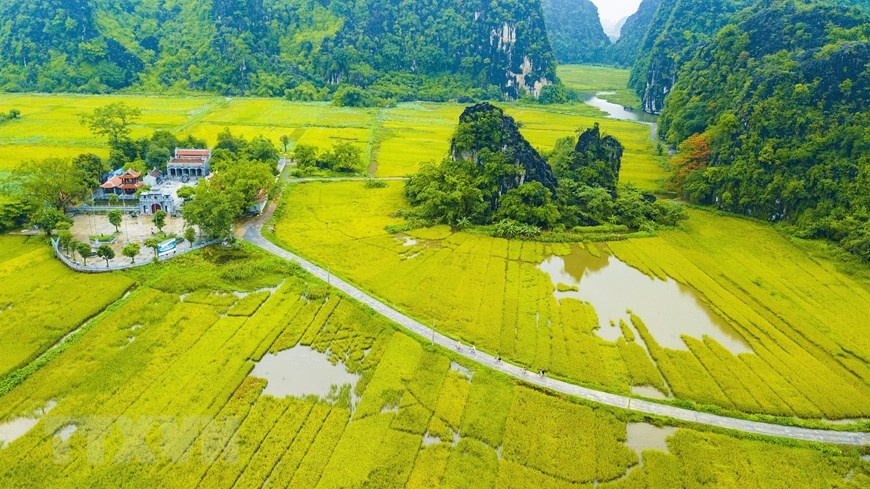 ve dep mua lua chin vang bao quanh den co thai vi