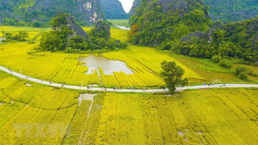 ve dep mua lua chin vang bao quanh den co thai vi