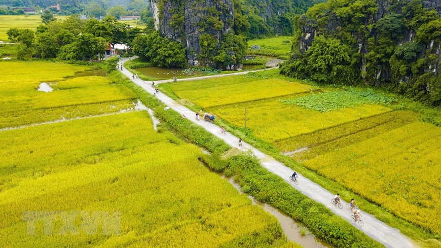 ve dep mua lua chin vang bao quanh den co thai vi