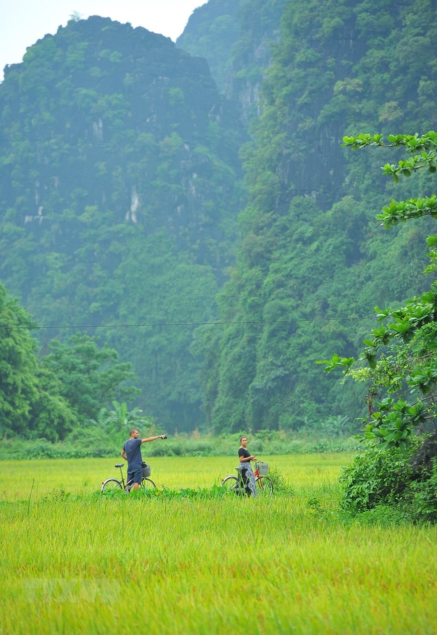 ve dep mua lua chin vang bao quanh den co thai vi