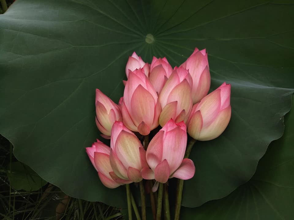 dam me trong che uop sen chang cu nhan bao chi roi thanh pho ve que khoi nghiep
