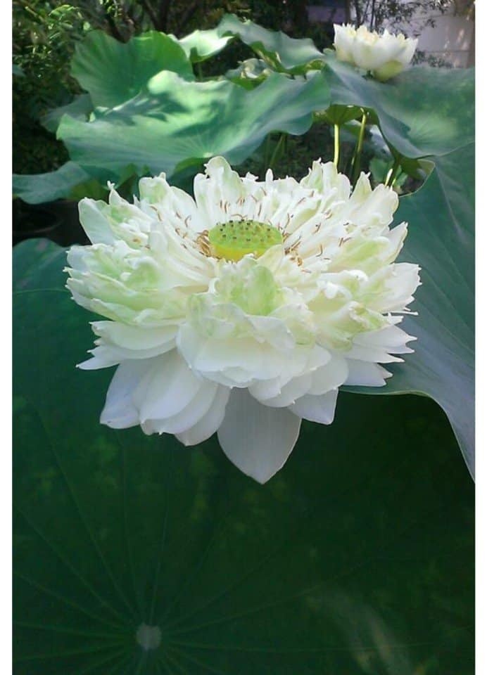 dam me trong che uop sen chang cu nhan bao chi roi thanh pho ve que khoi nghiep