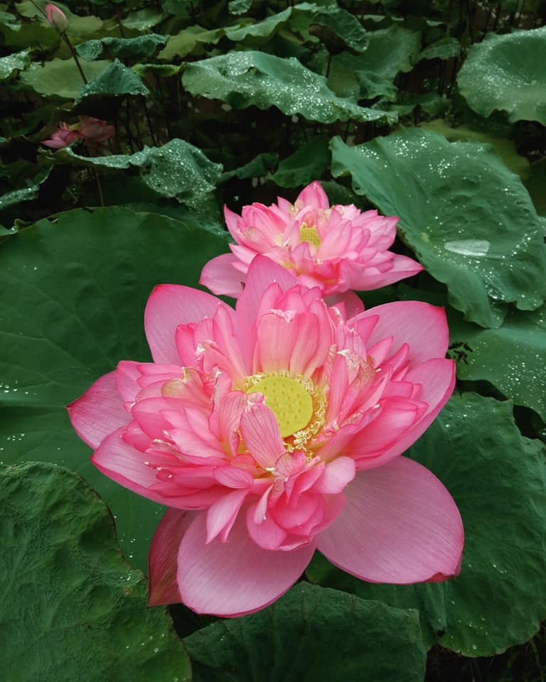 dam me trong che uop sen chang cu nhan bao chi roi thanh pho ve que khoi nghiep