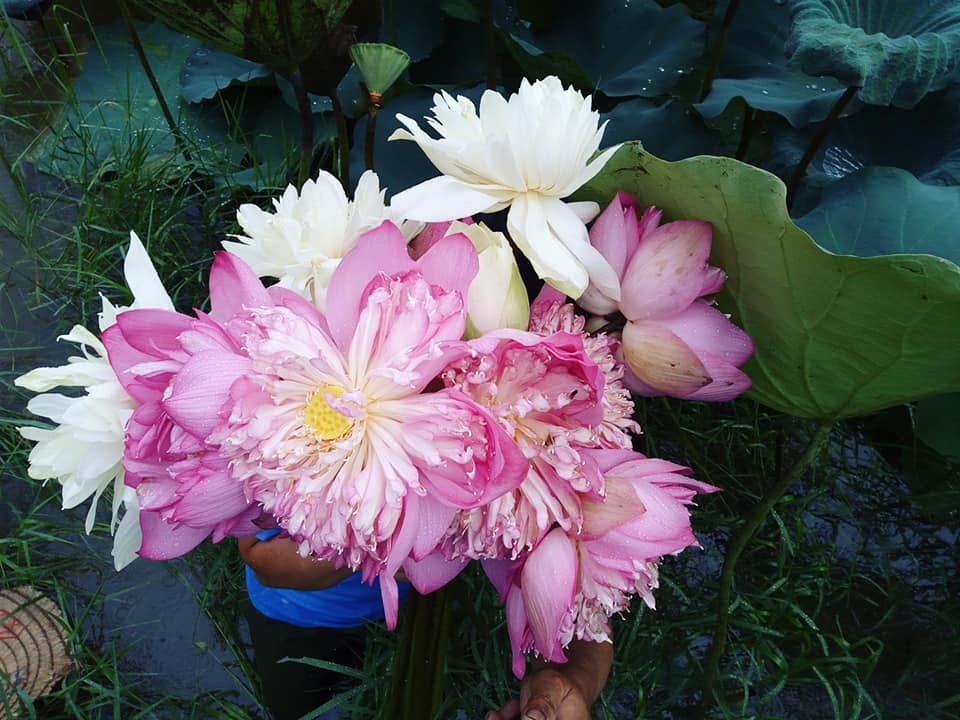 dam me trong che uop sen chang cu nhan bao chi roi thanh pho ve que khoi nghiep