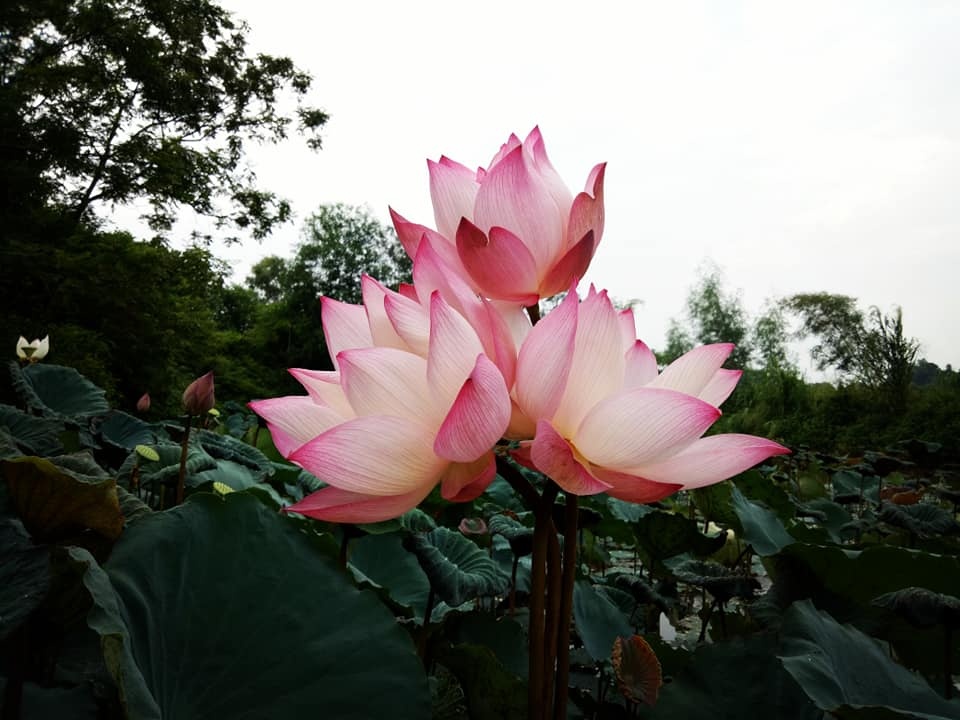 dam me trong che uop sen chang cu nhan bao chi roi thanh pho ve que khoi nghiep
