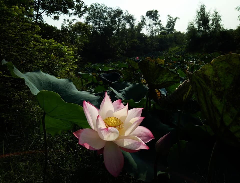 dam me trong che uop sen chang cu nhan bao chi roi thanh pho ve que khoi nghiep